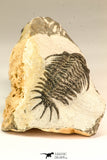 30641 - Top Rare 1.61 Inch Pilletopeltis sp Lower Devonian Trilobite - Morocco