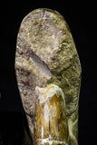 20869 - Nice Agatized & Polished 3.74 Inch Cleoniceras sp Lower Cretaceous Ammonite Madagascar