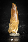77104 - Top Quality Juvenile 1.48 Inch Spinosaurus Dinosaur Tooth Cretaceous
