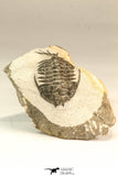 30641 - Top Rare 1.61 Inch Pilletopeltis sp Lower Devonian Trilobite - Morocco