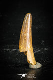 77106 - Top Quality Juvenile 1.34 Inch Spinosaurus Dinosaur Tooth Cretaceous