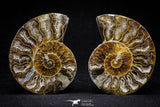 20870 - Cut & Polished 2.49 Inch Cleoniceras sp Lower Cretaceous Ammonite Madagascar - Agatized