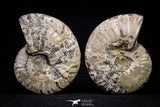 20870 - Cut & Polished 2.49 Inch Cleoniceras sp Lower Cretaceous Ammonite Madagascar - Agatized