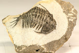 30641 - Top Rare 1.61 Inch Pilletopeltis sp Lower Devonian Trilobite - Morocco