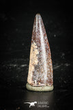 77107 - Top Quality Juvenile 1.31 Inch Spinosaurus Dinosaur Tooth Cretaceous
