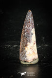 77107 - Top Quality Juvenile 1.31 Inch Spinosaurus Dinosaur Tooth Cretaceous