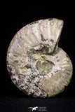 20870 - Cut & Polished 2.49 Inch Cleoniceras sp Lower Cretaceous Ammonite Madagascar - Agatized
