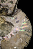 20870 - Cut & Polished 2.49 Inch Cleoniceras sp Lower Cretaceous Ammonite Madagascar - Agatized