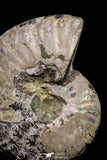20870 - Cut & Polished 2.49 Inch Cleoniceras sp Lower Cretaceous Ammonite Madagascar - Agatized