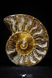 20870 - Cut & Polished 2.49 Inch Cleoniceras sp Lower Cretaceous Ammonite Madagascar - Agatized