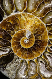 20870 - Cut & Polished 2.49 Inch Cleoniceras sp Lower Cretaceous Ammonite Madagascar - Agatized