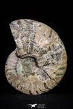 20870 - Cut & Polished 2.49 Inch Cleoniceras sp Lower Cretaceous Ammonite Madagascar - Agatized