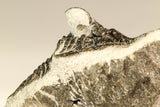 30642 - Partial Prepared 2.30 Inch Walliserops trifurcatus Middle Devonian Trilobite
