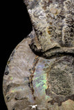 20870 - Cut & Polished 2.49 Inch Cleoniceras sp Lower Cretaceous Ammonite Madagascar - Agatized