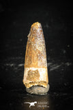 77111 - Top Quality Juvenile 1.16 Inch Spinosaurus Dinosaur Tooth Cretaceous