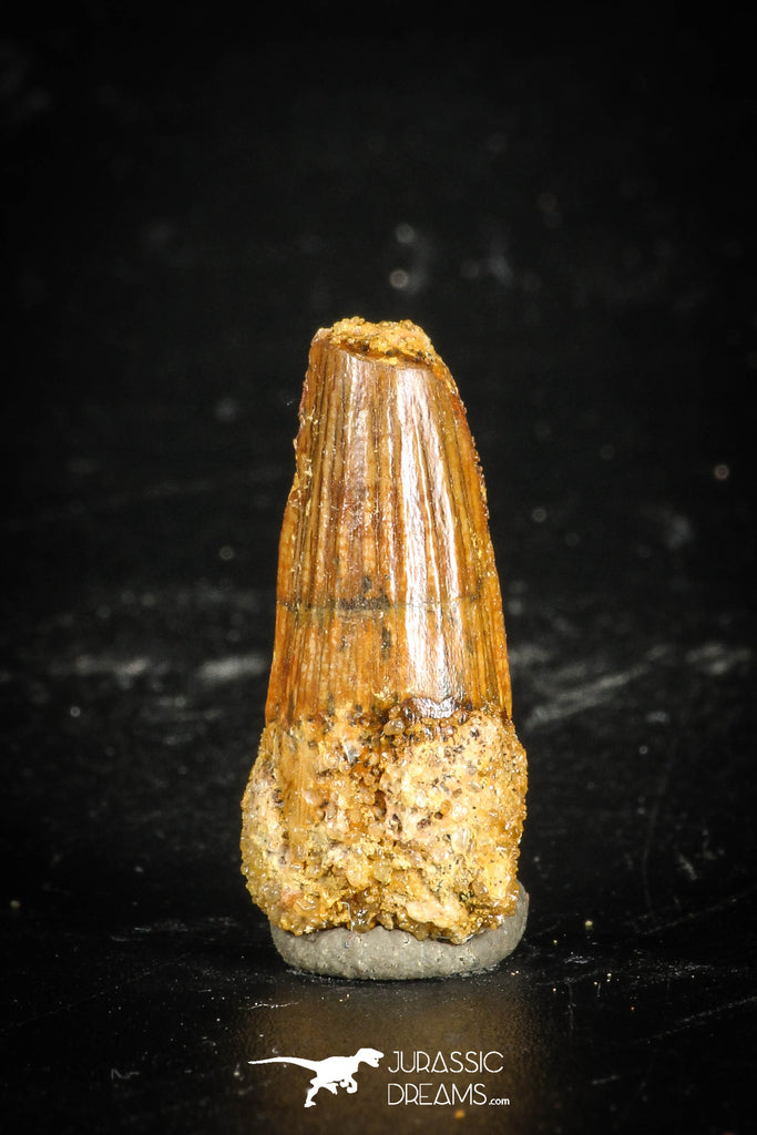 77112 - Top Quality Juvenile 0.94 Inch Spinosaurus Dinosaur Tooth Cretaceous