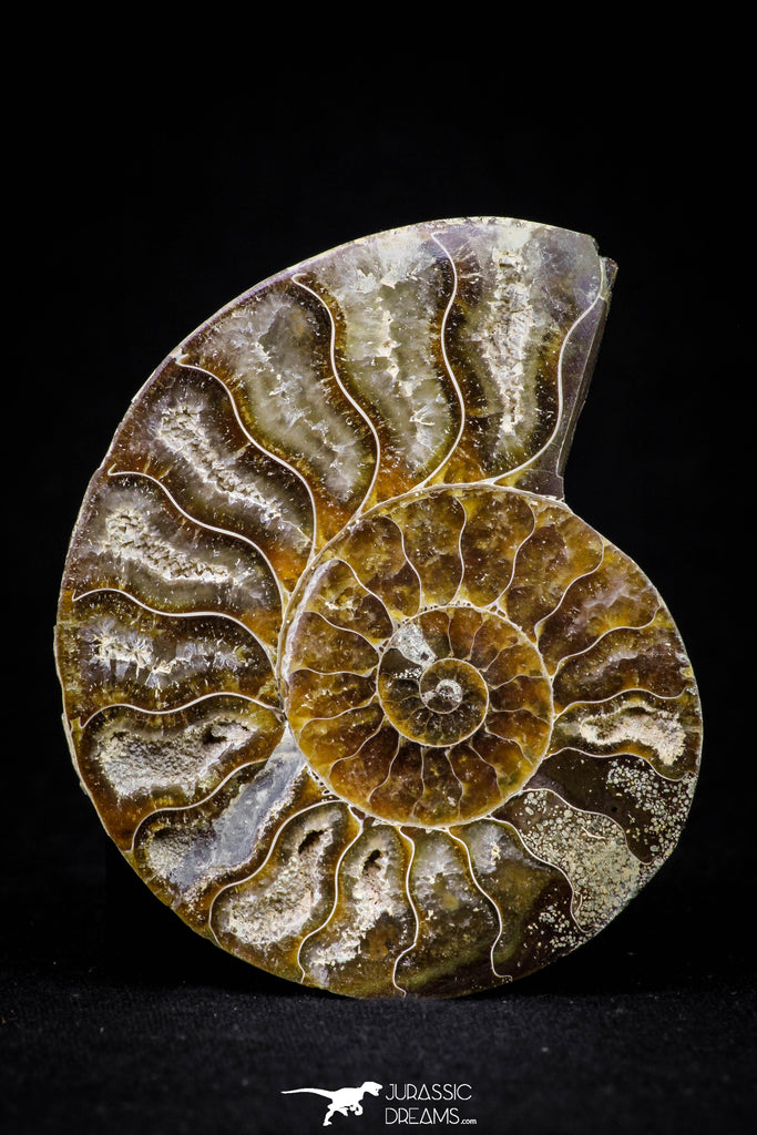 20870 - Cut & Polished 2.49 Inch Cleoniceras sp Lower Cretaceous Ammonite Madagascar - Agatized