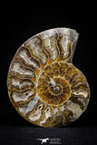 20870 - Cut & Polished 2.49 Inch Cleoniceras sp Lower Cretaceous Ammonite Madagascar - Agatized