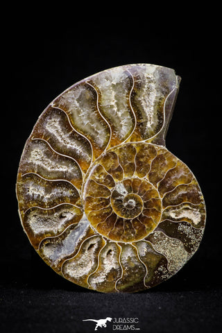 20870 - Cut & Polished 2.49 Inch Cleoniceras sp Lower Cretaceous Ammonite Madagascar - Agatized