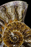 20870 - Cut & Polished 2.49 Inch Cleoniceras sp Lower Cretaceous Ammonite Madagascar - Agatized
