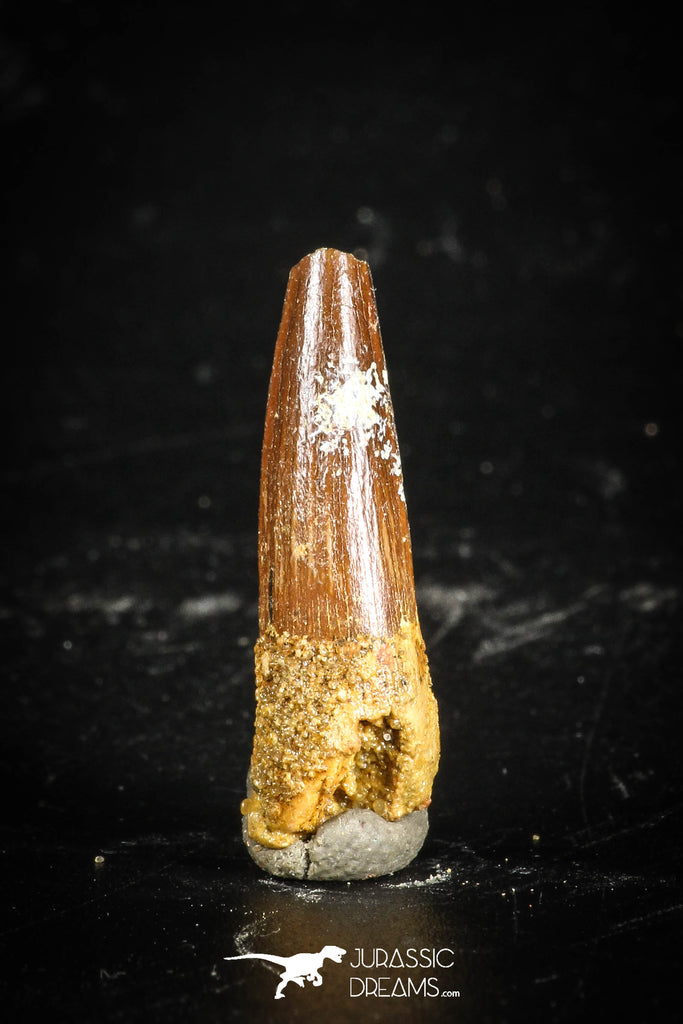 77113 - Top Quality Juvenile 1.07 Inch Spinosaurus Dinosaur Tooth Cretaceous