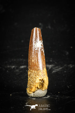 77113 - Top Quality Juvenile 1.07 Inch Spinosaurus Dinosaur Tooth Cretaceous