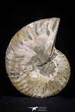 20871 - Cut & Polished 2.57 Inch Cleoniceras sp Lower Cretaceous Ammonite Madagascar - Agatized