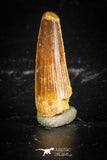 77118 - Top Quality Juvenile 1.01 Inch Spinosaurus Dinosaur Tooth Cretaceous