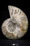 20871 - Cut & Polished 2.57 Inch Cleoniceras sp Lower Cretaceous Ammonite Madagascar - Agatized