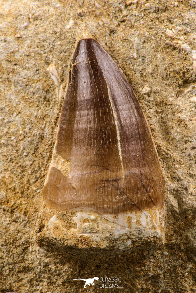 06585 - Top Huge 2.04 Inch Mosasaur (Prognathodon anceps) Tooth in Matrix Late Cretaceous