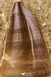 06585 - Top Huge 2.04 Inch Mosasaur (Prognathodon anceps) Tooth in Matrix Late Cretaceous