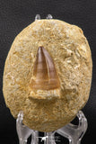 06585 - Top Huge 2.04 Inch Mosasaur (Prognathodon anceps) Tooth in Matrix Late Cretaceous