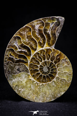 20871 - Cut & Polished 2.57 Inch Cleoniceras sp Lower Cretaceous Ammonite Madagascar - Agatized