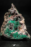 06275 -  Well Crystallized Acicular Brochantite with Quartz from South Morocco