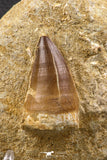 06585 - Top Huge 2.04 Inch Mosasaur (Prognathodon anceps) Tooth in Matrix Late Cretaceous