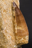 06585 - Top Huge 2.04 Inch Mosasaur (Prognathodon anceps) Tooth in Matrix Late Cretaceous