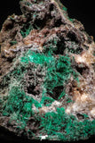 06275 -  Well Crystallized Acicular Brochantite with Quartz from South Morocco