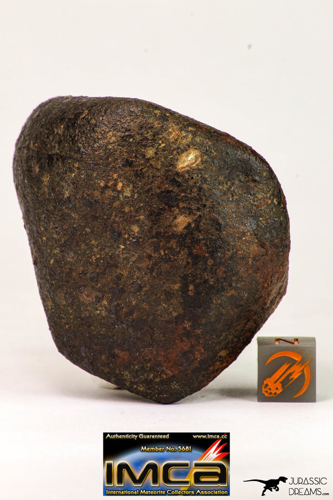 09021 - Complete Oriented NWA Unclassified Ordinary Chondrite Meteorite 155.1 g With Fusion Crust