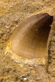 06586 - Top Huge 1.60 Inch Mosasaur (Prognathodon anceps) Tooth in Matrix Late Cretaceous