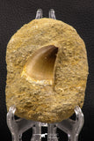 06586 - Top Huge 1.60 Inch Mosasaur (Prognathodon anceps) Tooth in Matrix Late Cretaceous