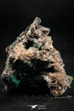 06275 -  Well Crystallized Acicular Brochantite with Quartz from South Morocco