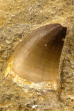 06586 - Top Huge 1.60 Inch Mosasaur (Prognathodon anceps) Tooth in Matrix Late Cretaceous