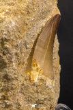 06586 - Top Huge 1.60 Inch Mosasaur (Prognathodon anceps) Tooth in Matrix Late Cretaceous