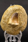 06587 - Top Huge 1.78 Inch Mosasaur (Prognathodon anceps) Tooth in Matrix Late Cretaceous