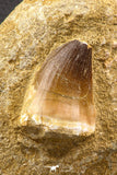 06587 - Top Huge 1.78 Inch Mosasaur (Prognathodon anceps) Tooth in Matrix Late Cretaceous