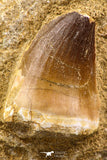 06587 - Top Huge 1.78 Inch Mosasaur (Prognathodon anceps) Tooth in Matrix Late Cretaceous