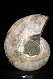 20872 - Cut & Polished 2.38 Inch Cleoniceras sp Lower Cretaceous Ammonite Madagascar - Agatized