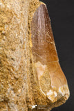 06587 - Top Huge 1.78 Inch Mosasaur (Prognathodon anceps) Tooth in Matrix Late Cretaceous