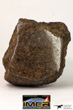 09023 - Complete Specimen With Polished Endcut NWA Unclassified Ordinary Chondrite H3 Meteorite 592.7 g