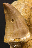 06588 - Rare 1.85 Inch Mosasaurus hoffmanni Tooth on Matrix Late Cretaceous
